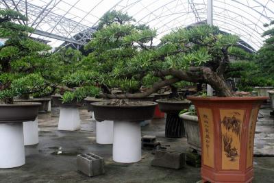 台湾罗汉松（飘斜式）