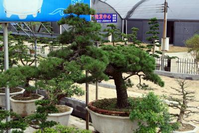 台湾罗汉松（观赏盆景）