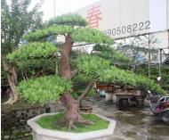 台湾罗汉松