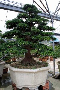 台湾罗汉松（观赏盆景）